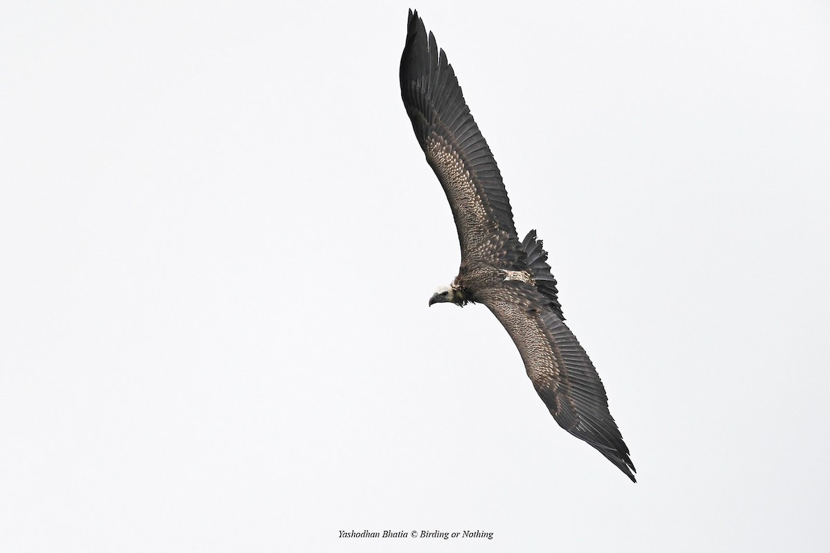 Indian Vulture - ML622035560