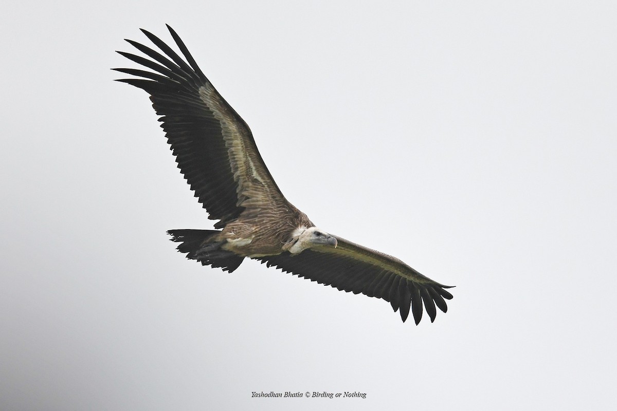 Indian Vulture - ML622035561