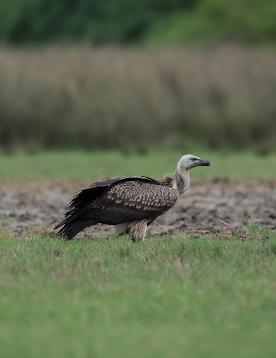 Indian Vulture - ML622035562