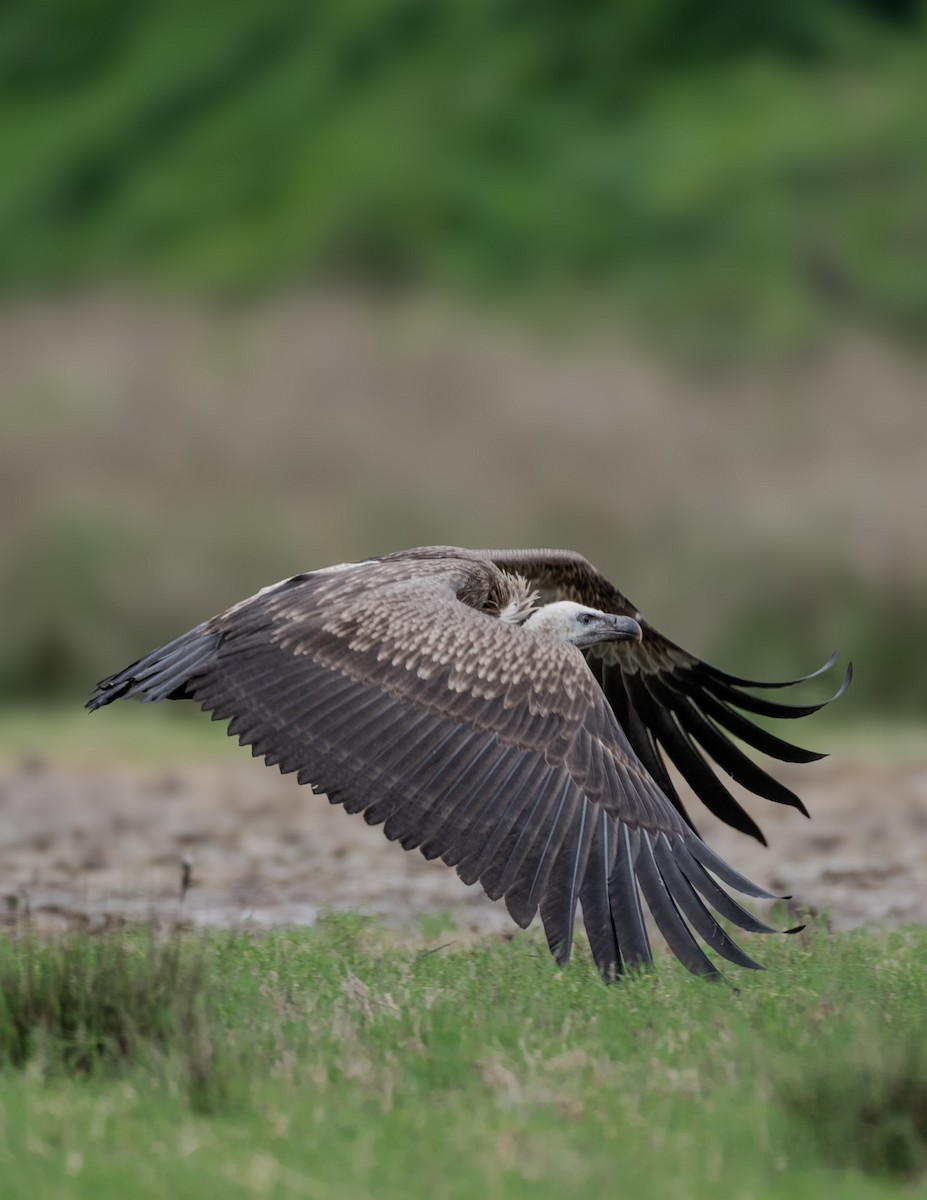Indian Vulture - ML622035563