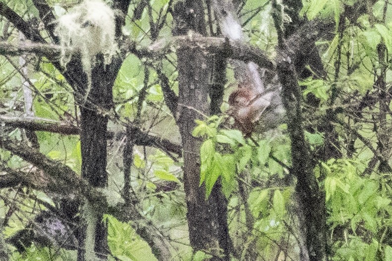 Three-banded Rosefinch - ML622035589