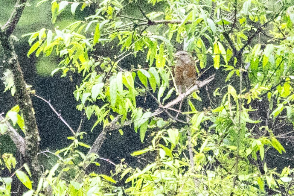 Three-banded Rosefinch - ML622035592