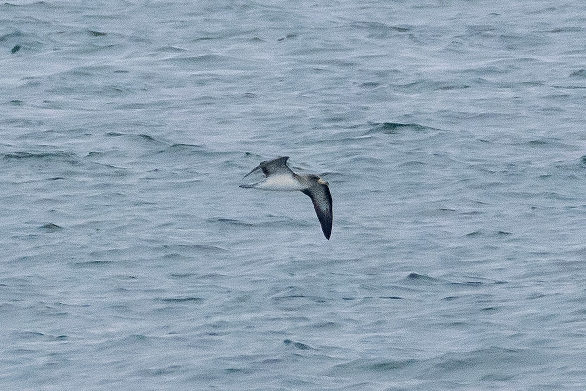 Cory's Shearwater - ML622035603