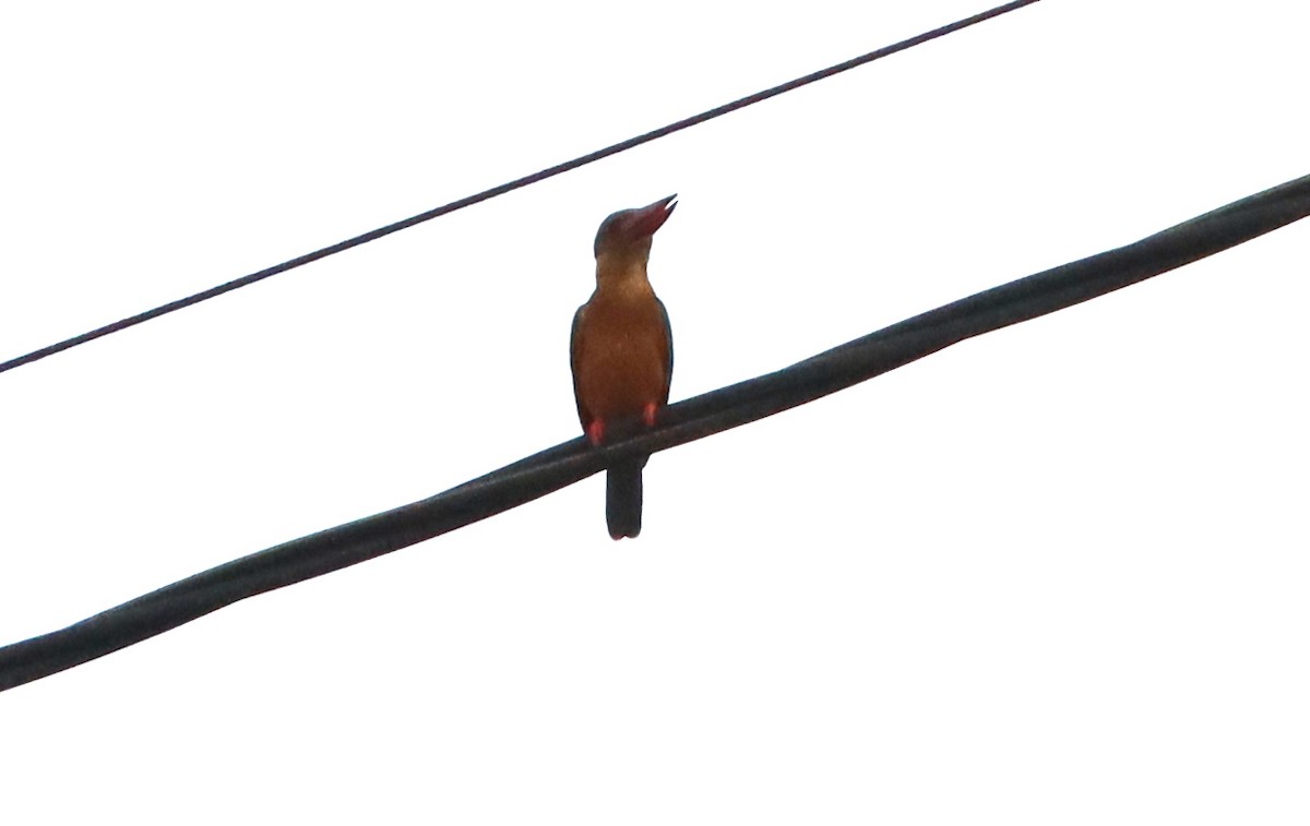 Stork-billed Kingfisher - ML622035632