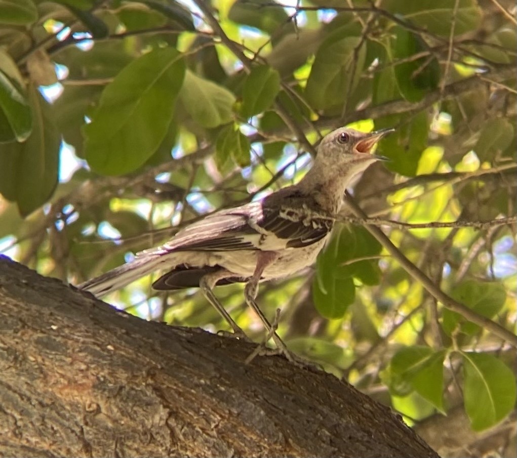 Northern Mockingbird - ML622035655