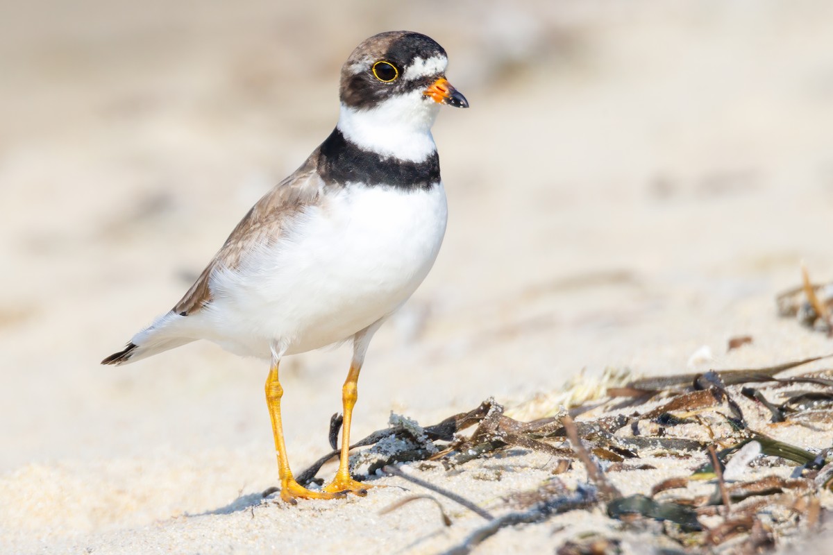 Semipalmated Plover - ML622035661