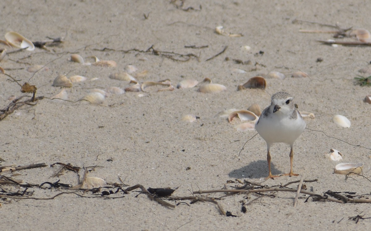 Piping Plover - ML622035662