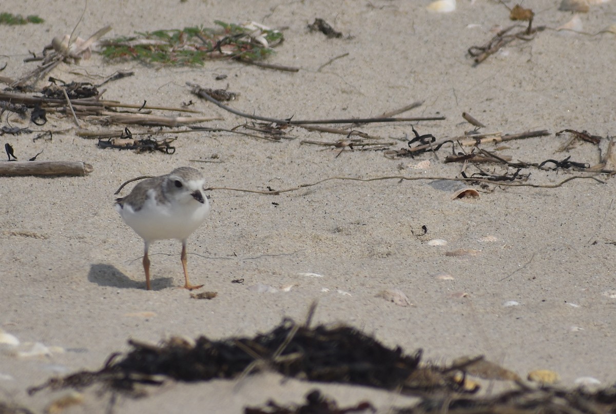 Piping Plover - ML622035664