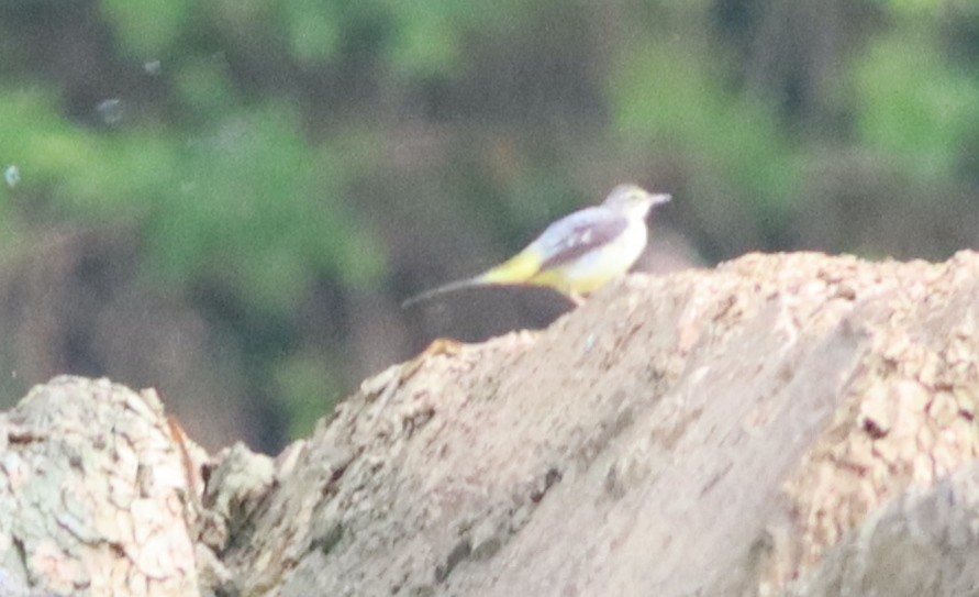 Gray Wagtail - ML622035667