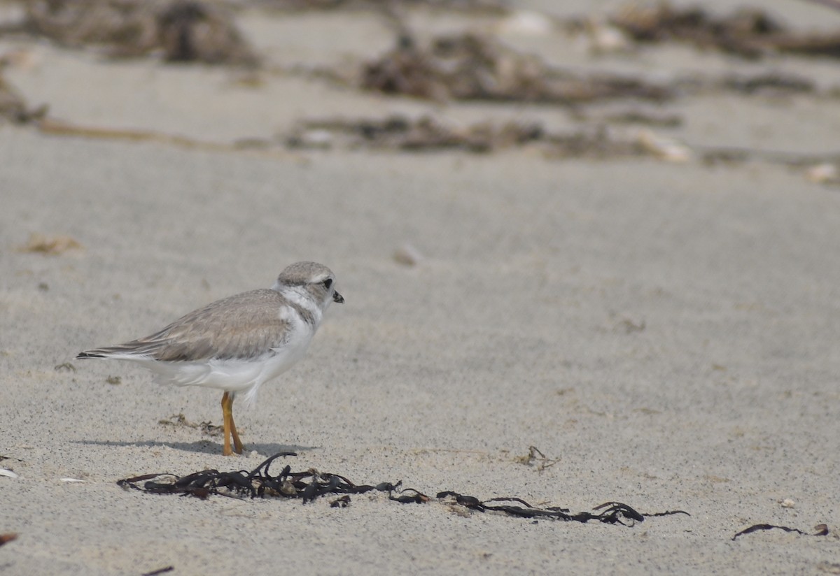 Piping Plover - ML622035669