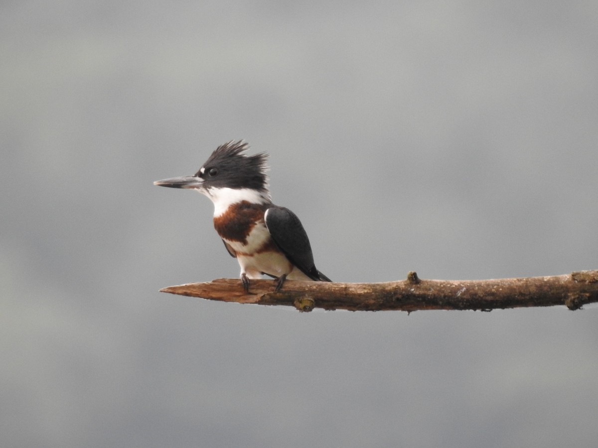 Belted Kingfisher - ML622035673