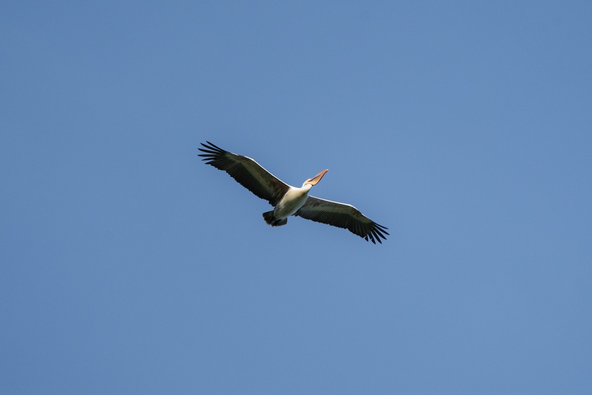 Spot-billed Pelican - Aliaksei Brouka