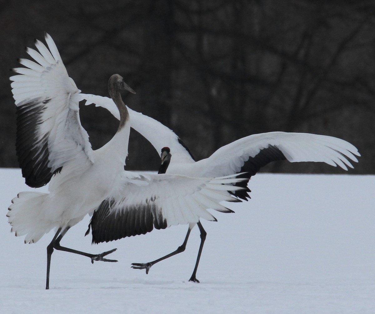 Red-crowned Crane - ML622035697