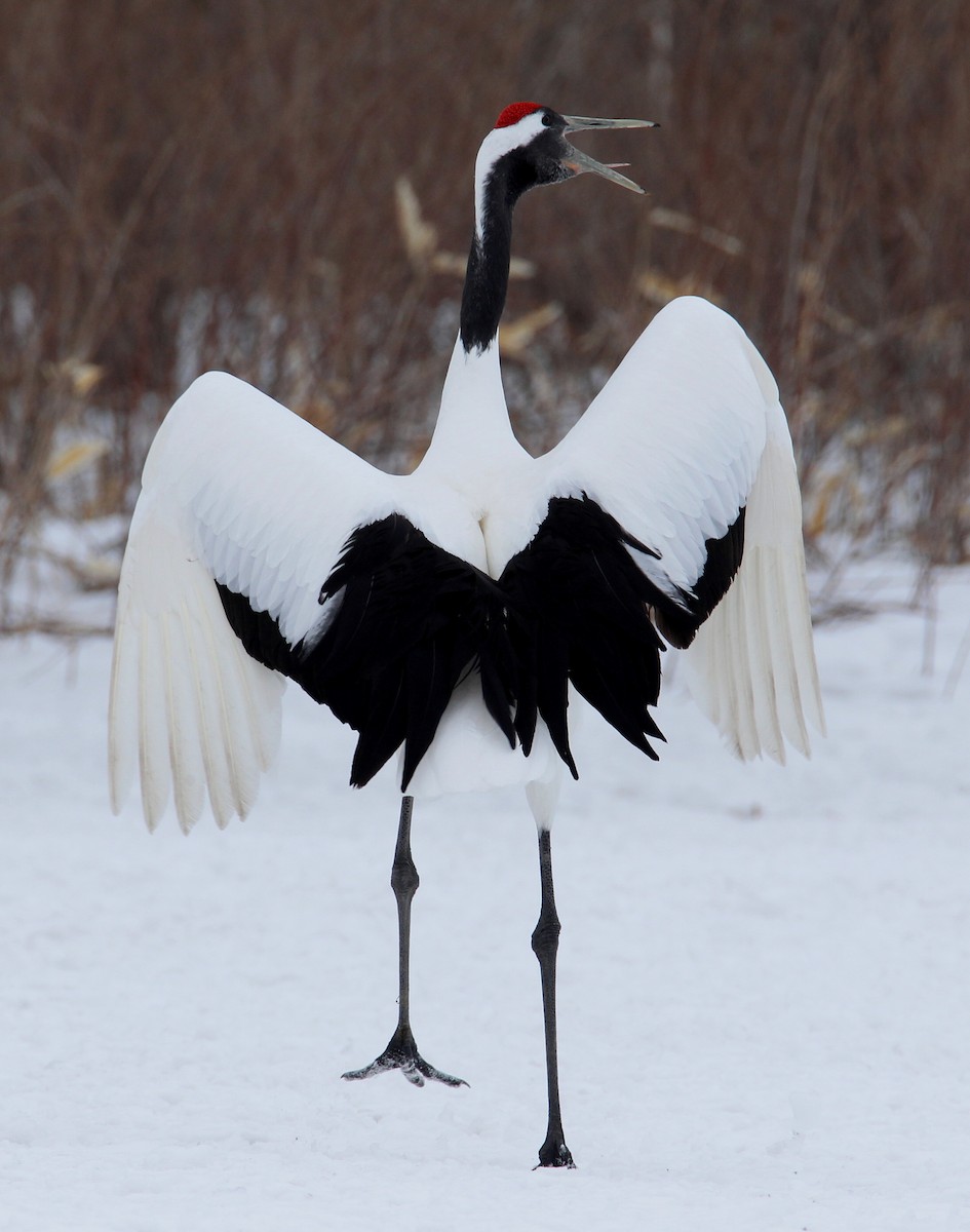 Red-crowned Crane - ML622035698