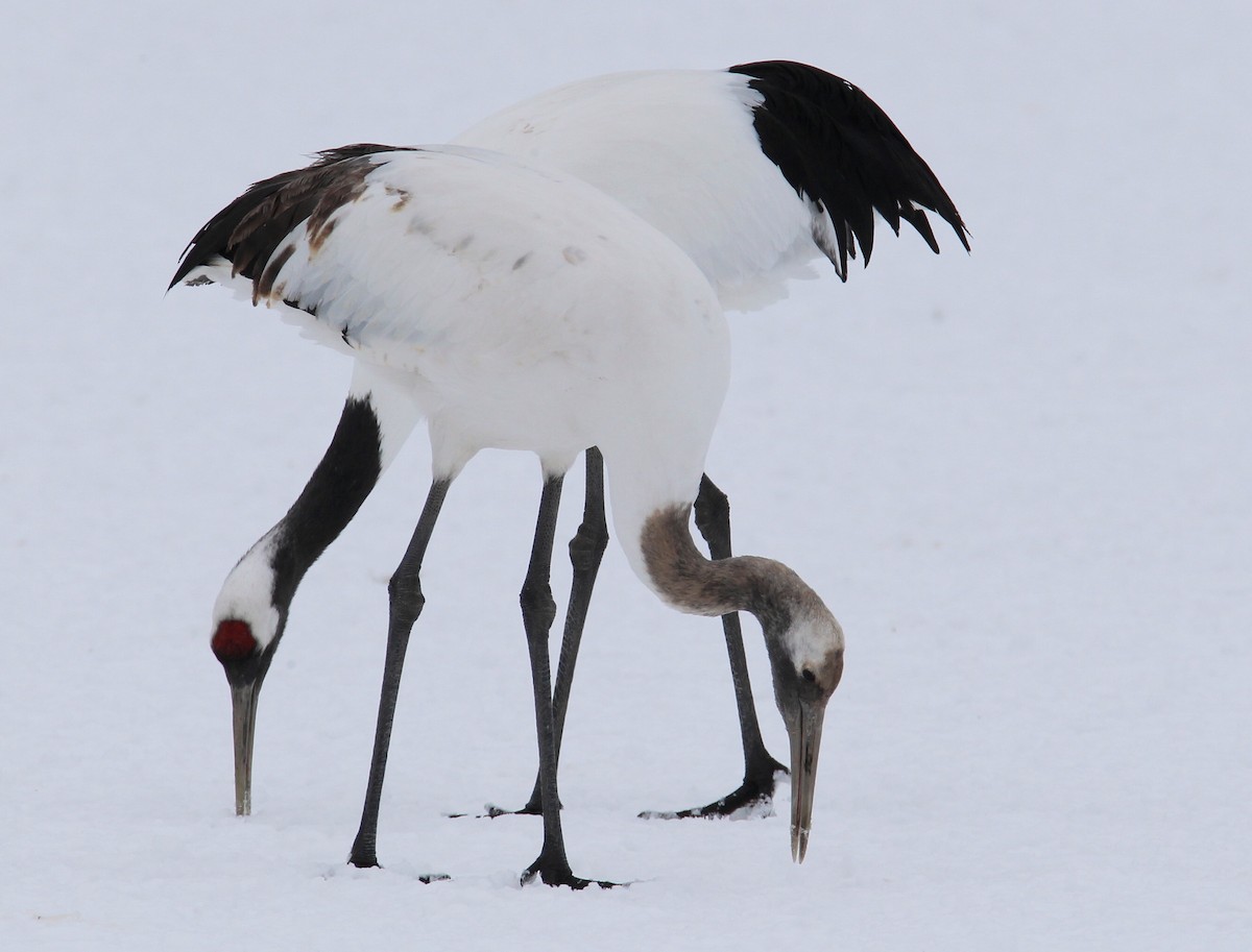 Red-crowned Crane - ML622035699