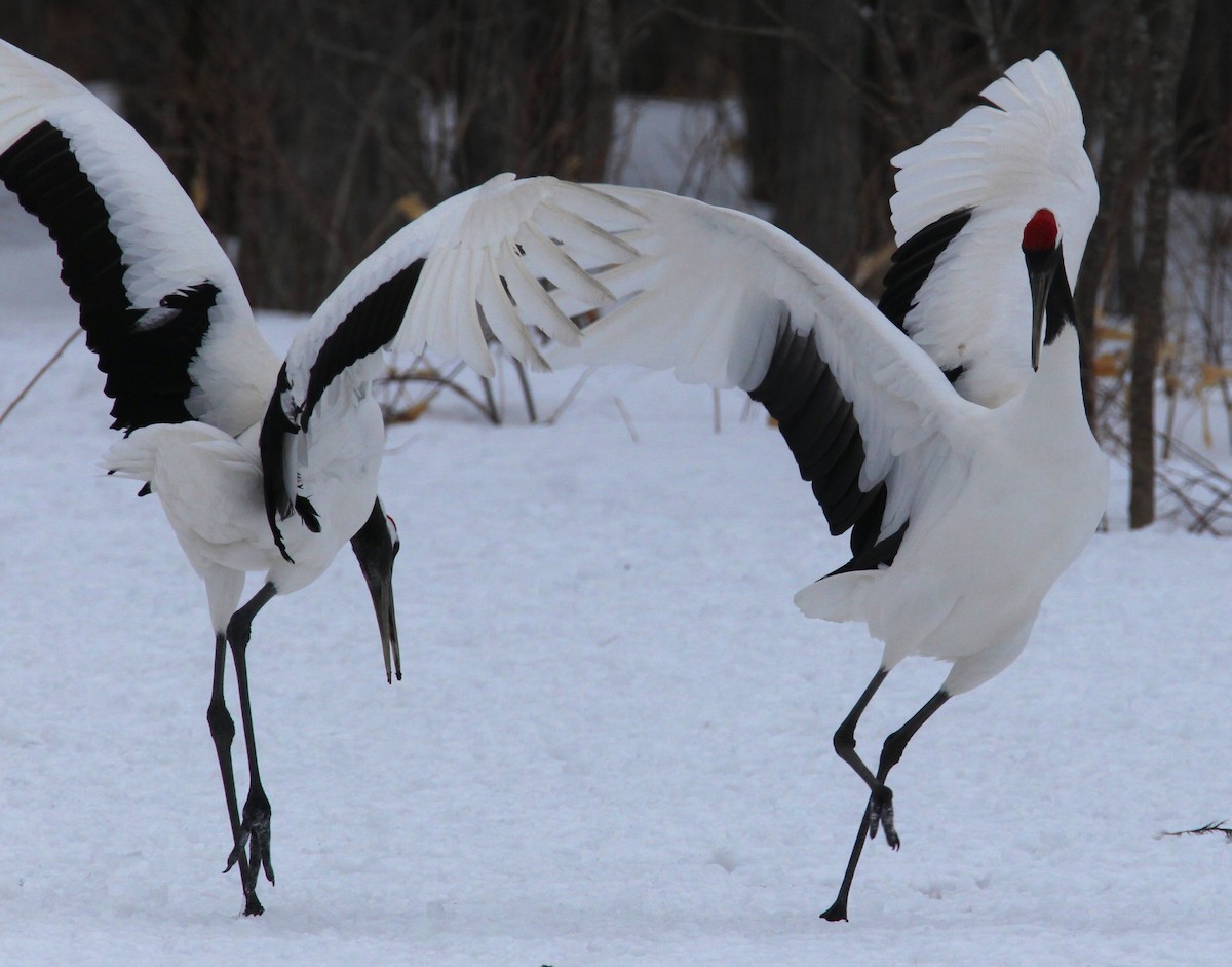 Red-crowned Crane - ML622035700