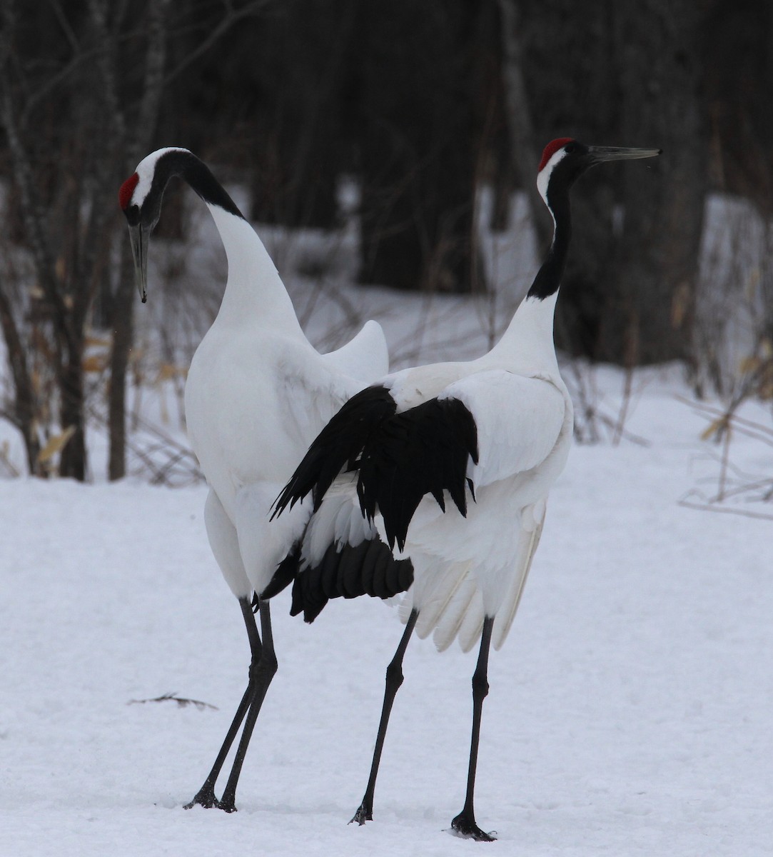 Red-crowned Crane - ML622035701