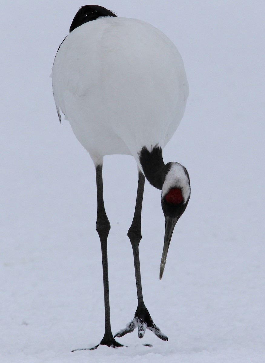 Red-crowned Crane - ML622035702