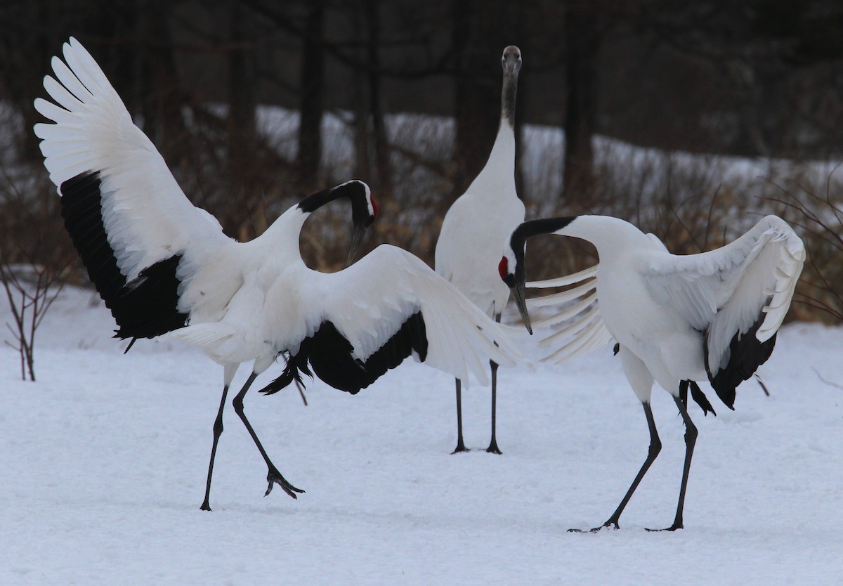 Red-crowned Crane - ML622035704