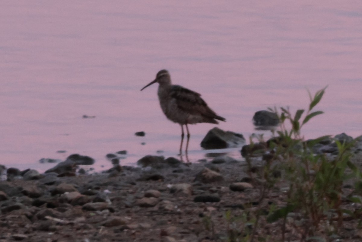 Stilt Sandpiper - ML622035705