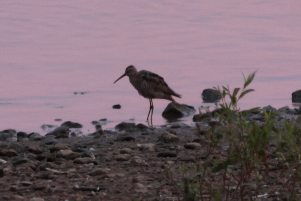 Stilt Sandpiper - ML622035706