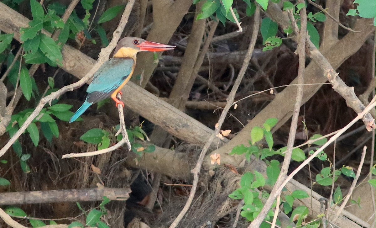 Stork-billed Kingfisher - ML622035749