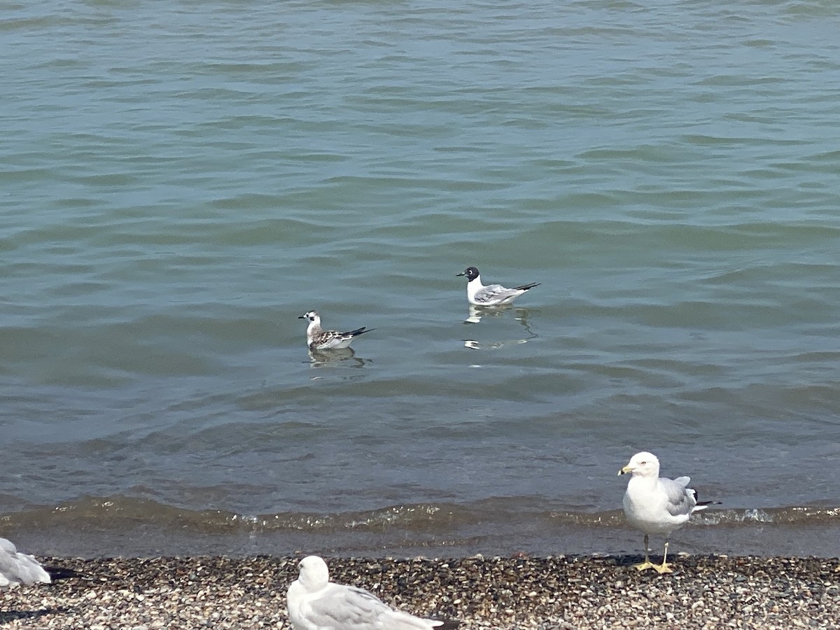 Bonaparte's Gull - ML622035775