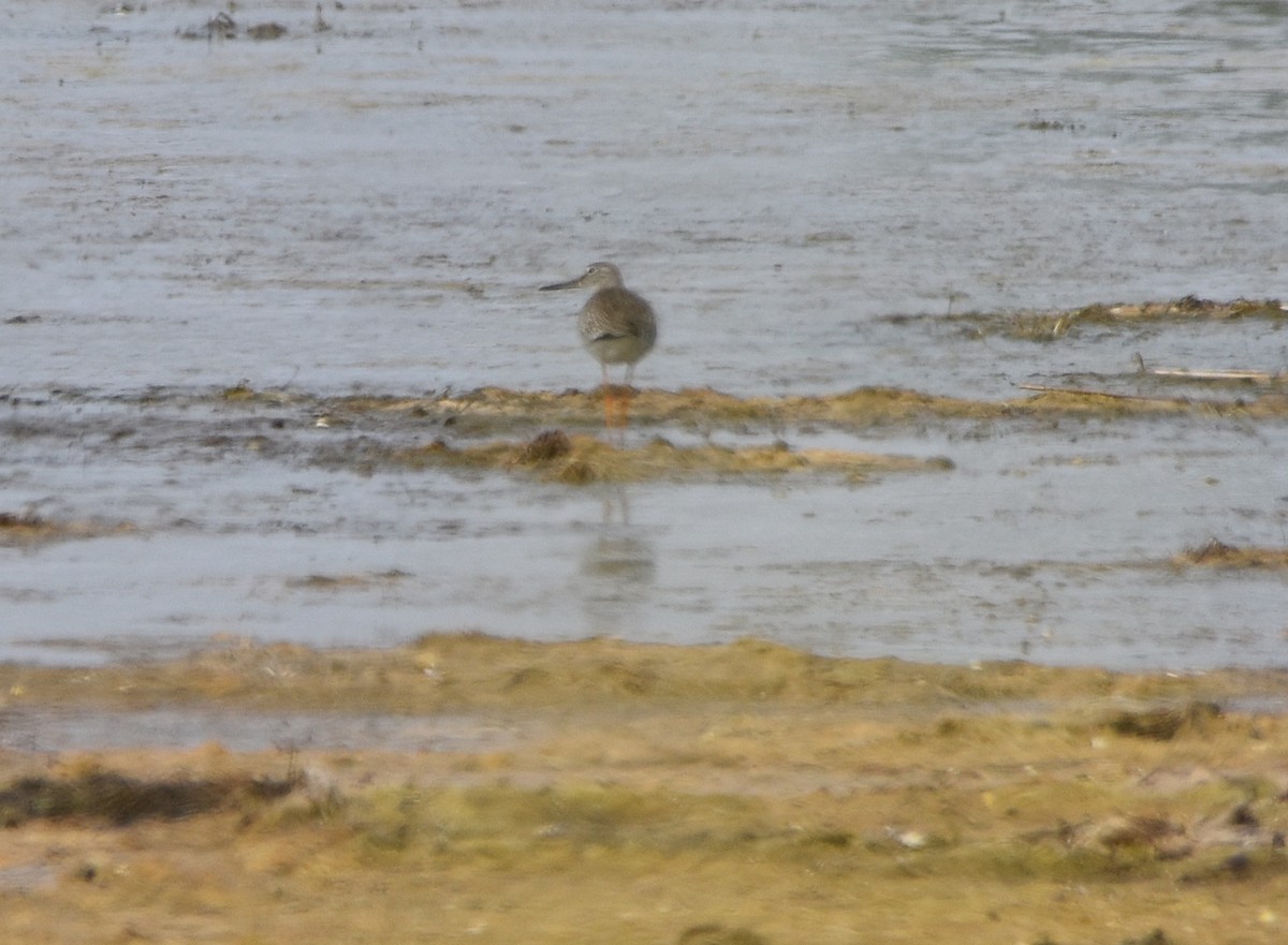 Common Redshank - ML622035836