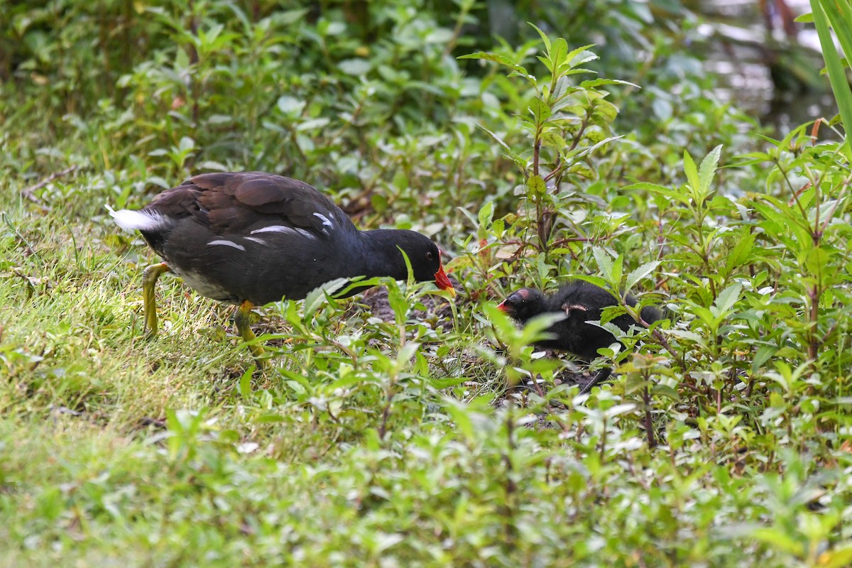 Eurasian Moorhen - Holly Hilliard