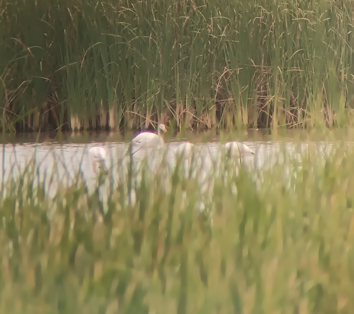 Greater Flamingo - Andrés Alfaro