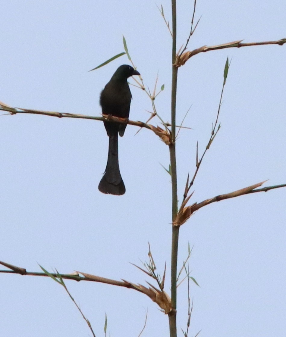 Racket-tailed Treepie - ML622035952