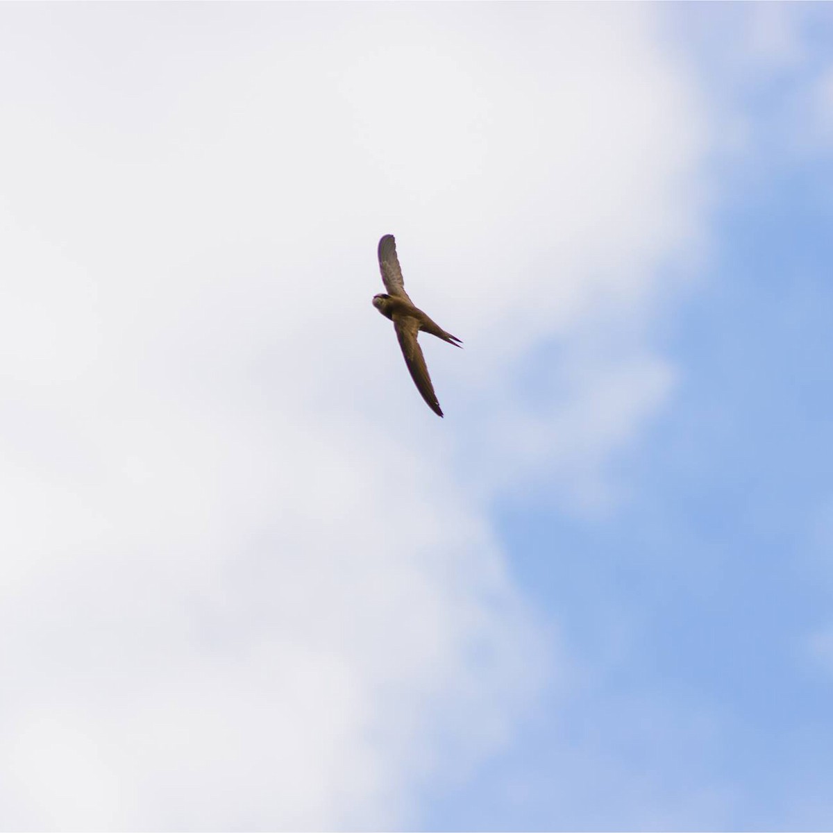 Pallid Swift - Deepak Budhathoki 🦉