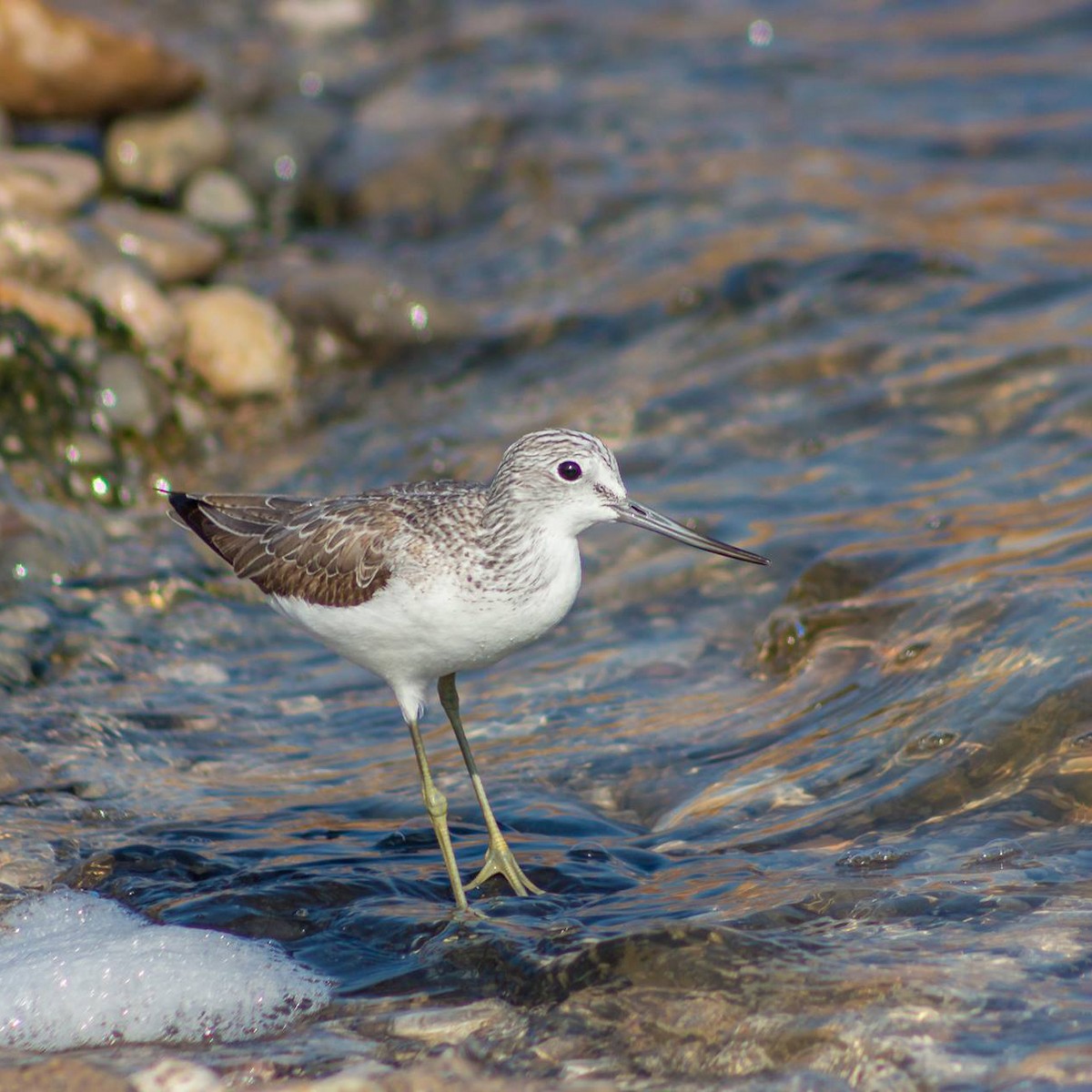 Common Greenshank - ML622036001