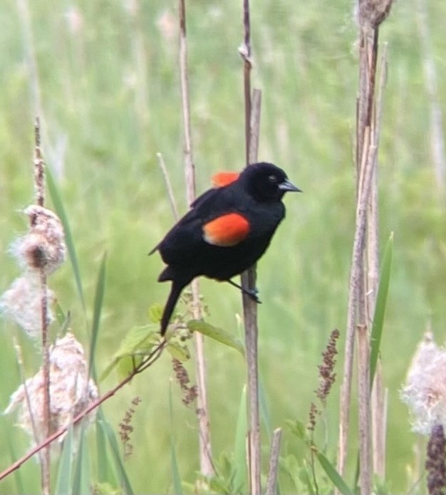 Red-winged Blackbird - ML622036035
