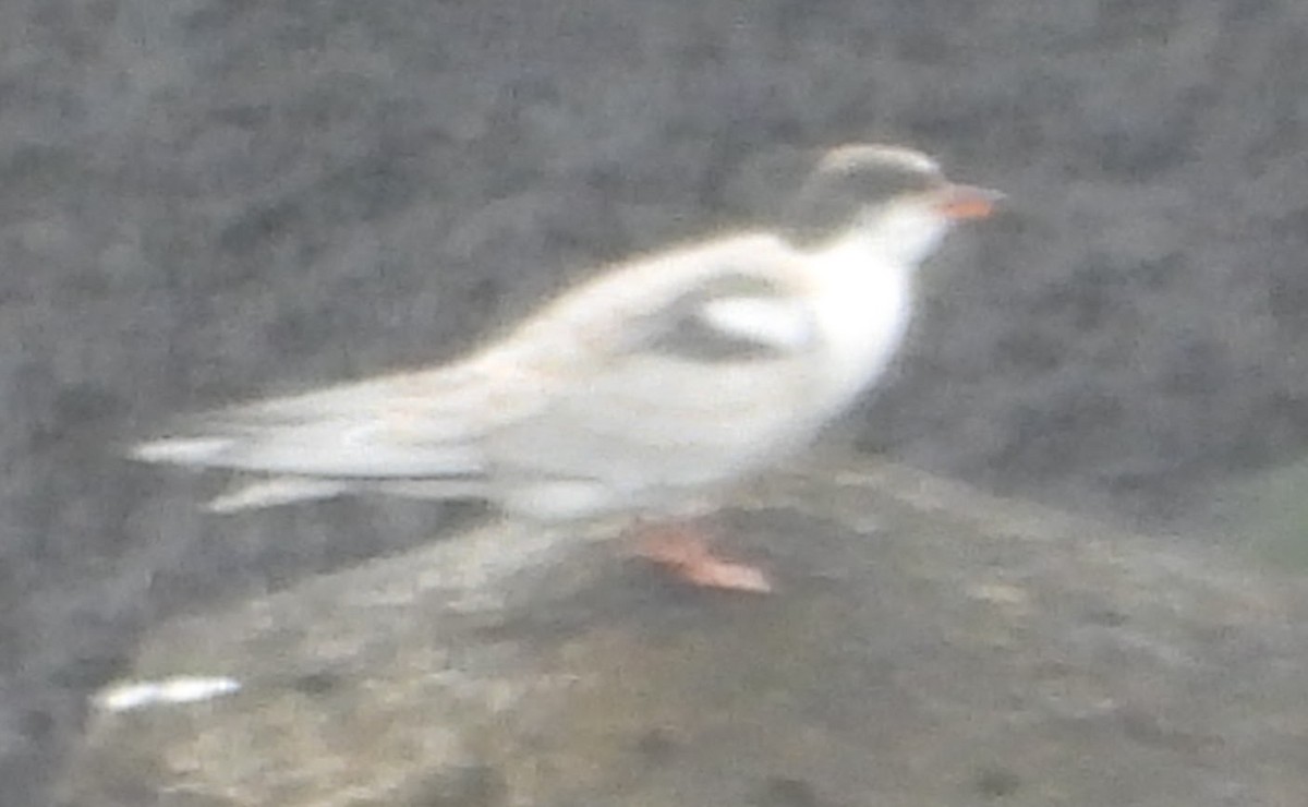 Common Tern - ML622036041