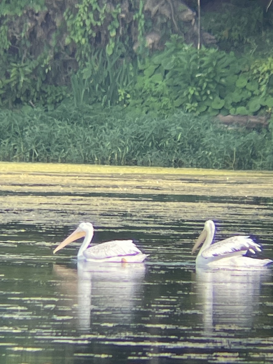 שקנאי אמריקני - ML622036057