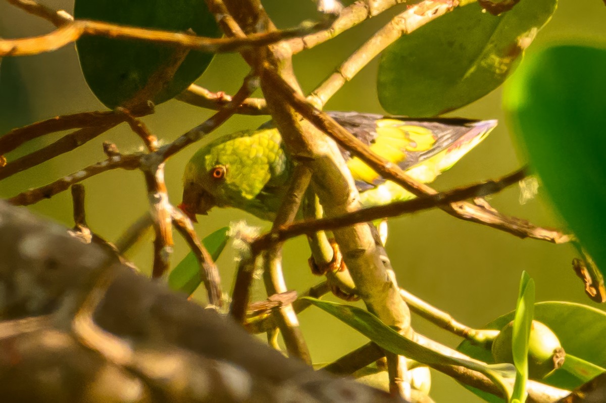 Lilac-tailed Parrotlet - ML622036109