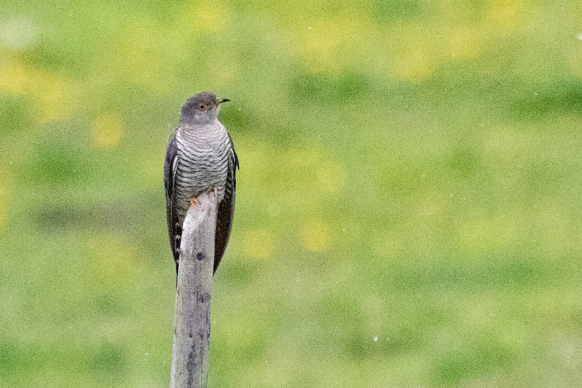 Common Cuckoo - ML622036119