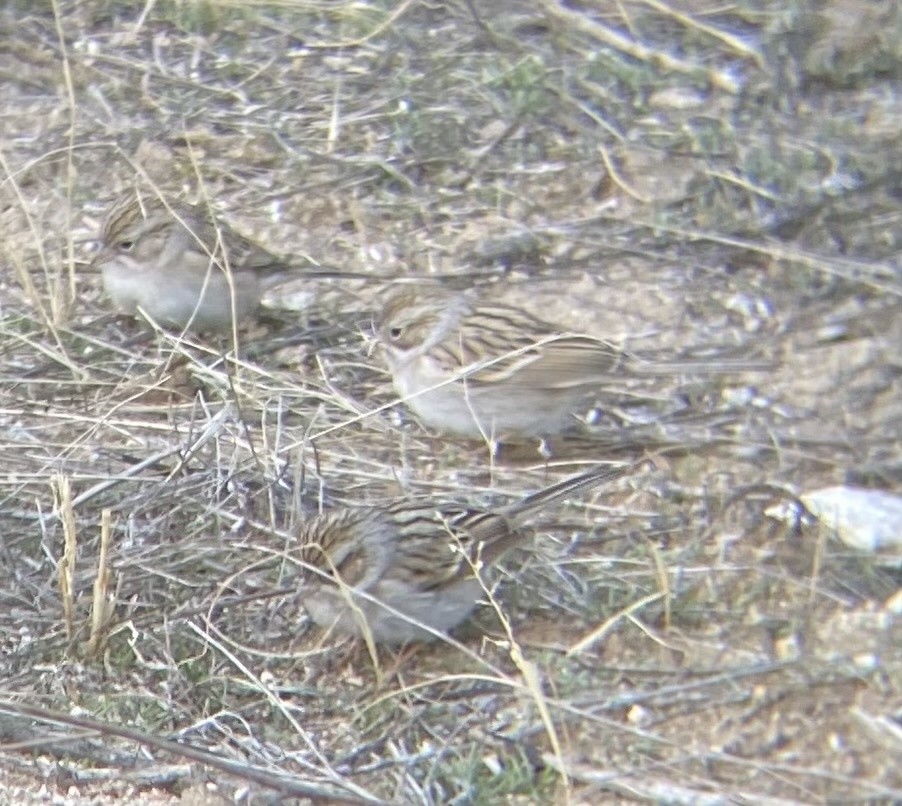 Brewer's Sparrow - ML622036200