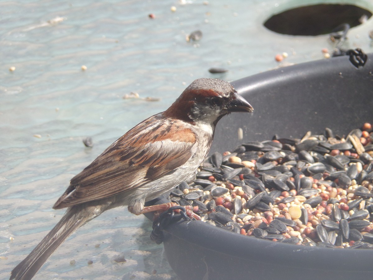 House Sparrow - ML622036248