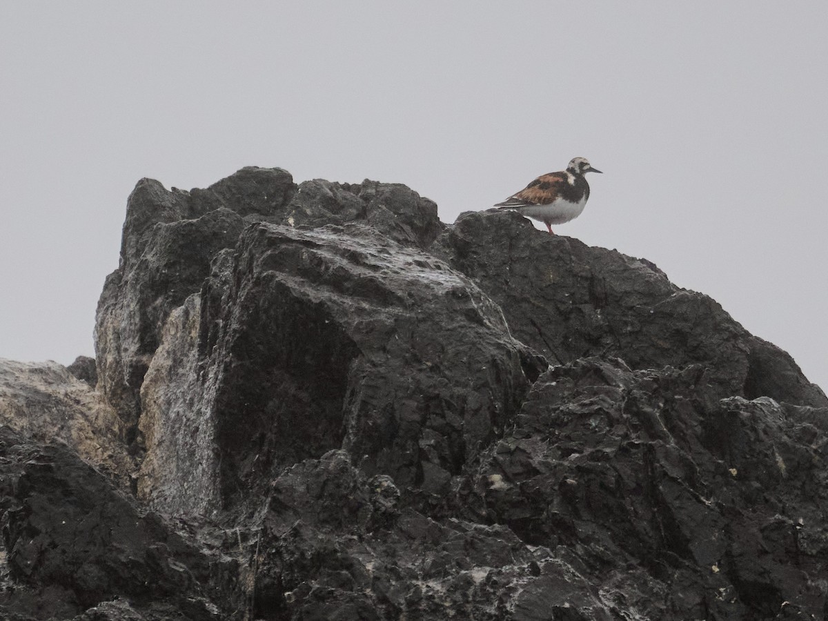 Ruddy Turnstone - ML622036279