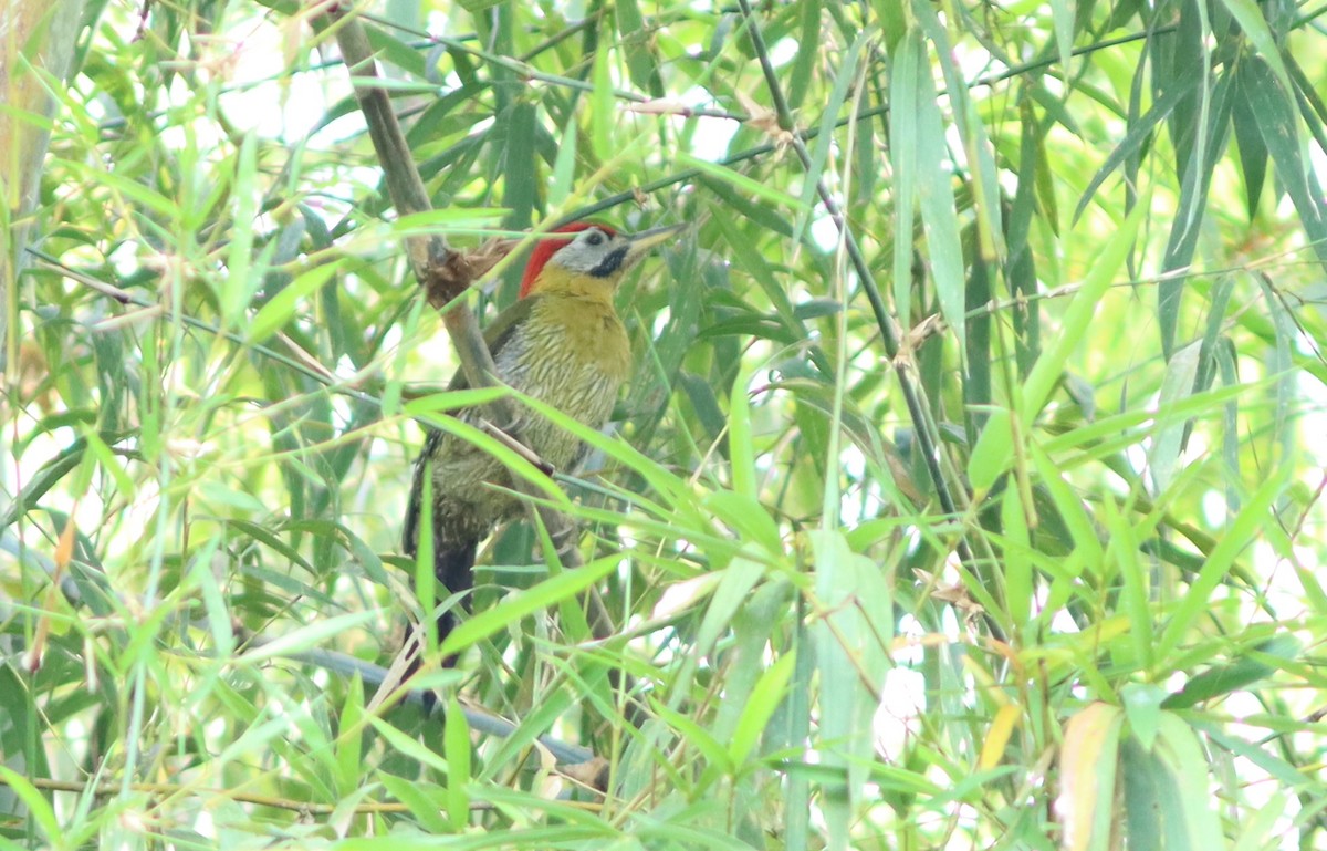 Laced Woodpecker - ML622036290