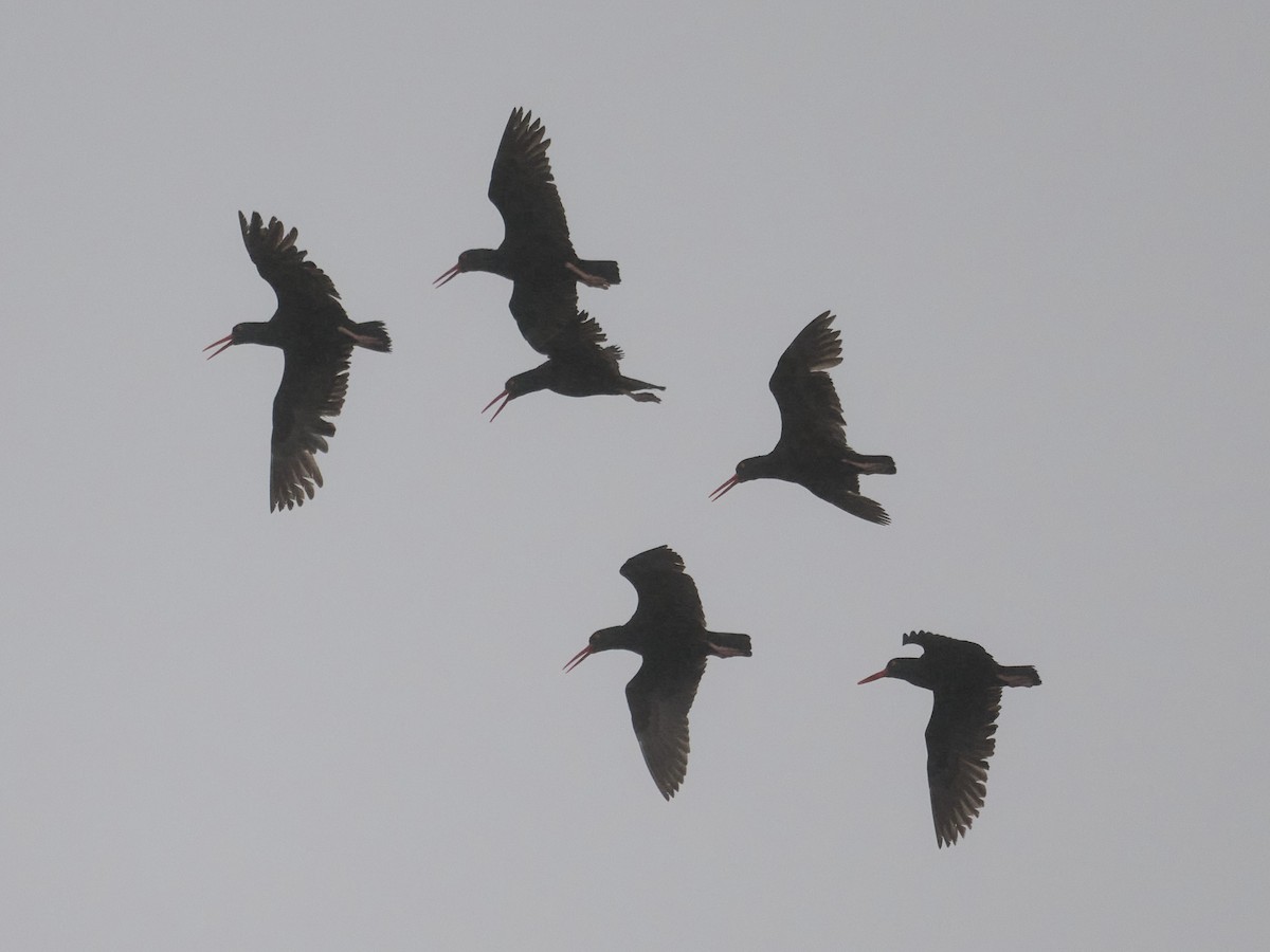 Black Oystercatcher - ML622036293
