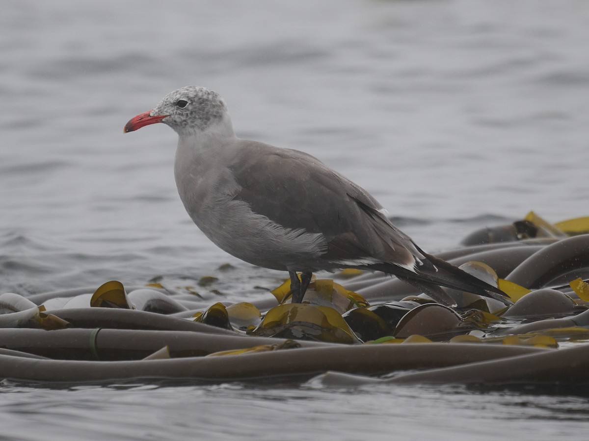 Heermann's Gull - ML622036301
