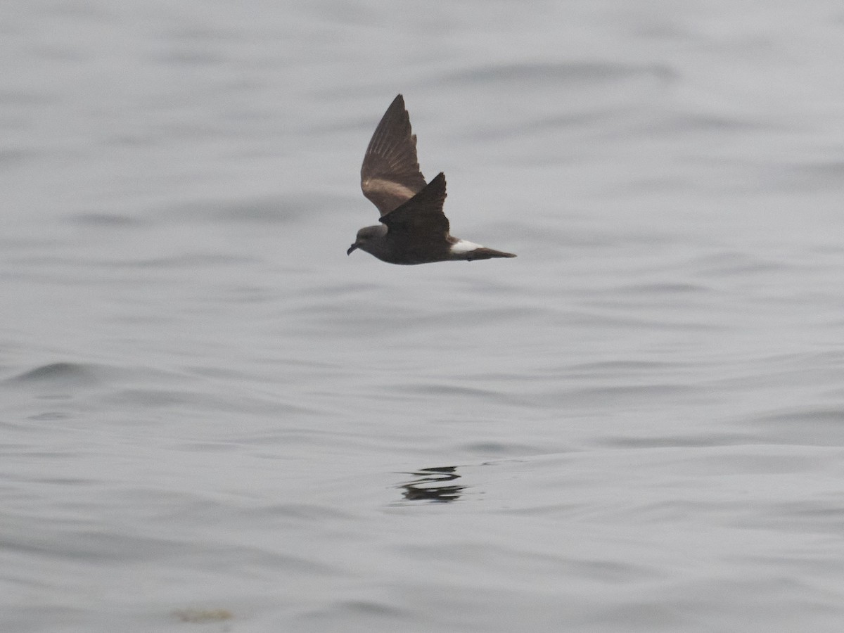 Leach's Storm-Petrel - ML622036322