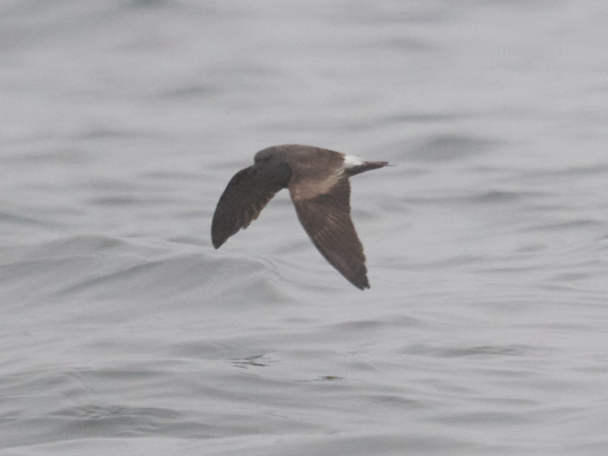 Leach's Storm-Petrel - Terry McBurnie