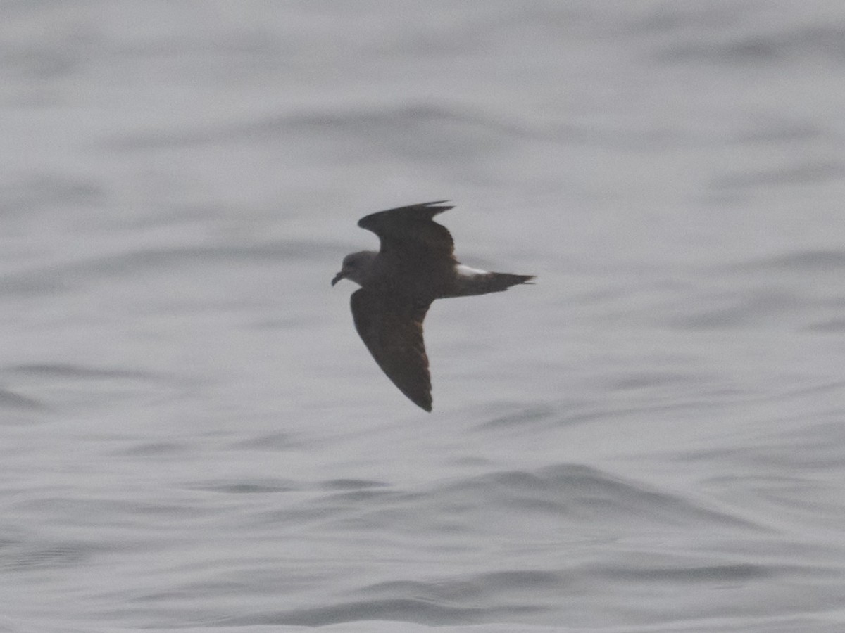 Leach's Storm-Petrel - Terry McBurnie