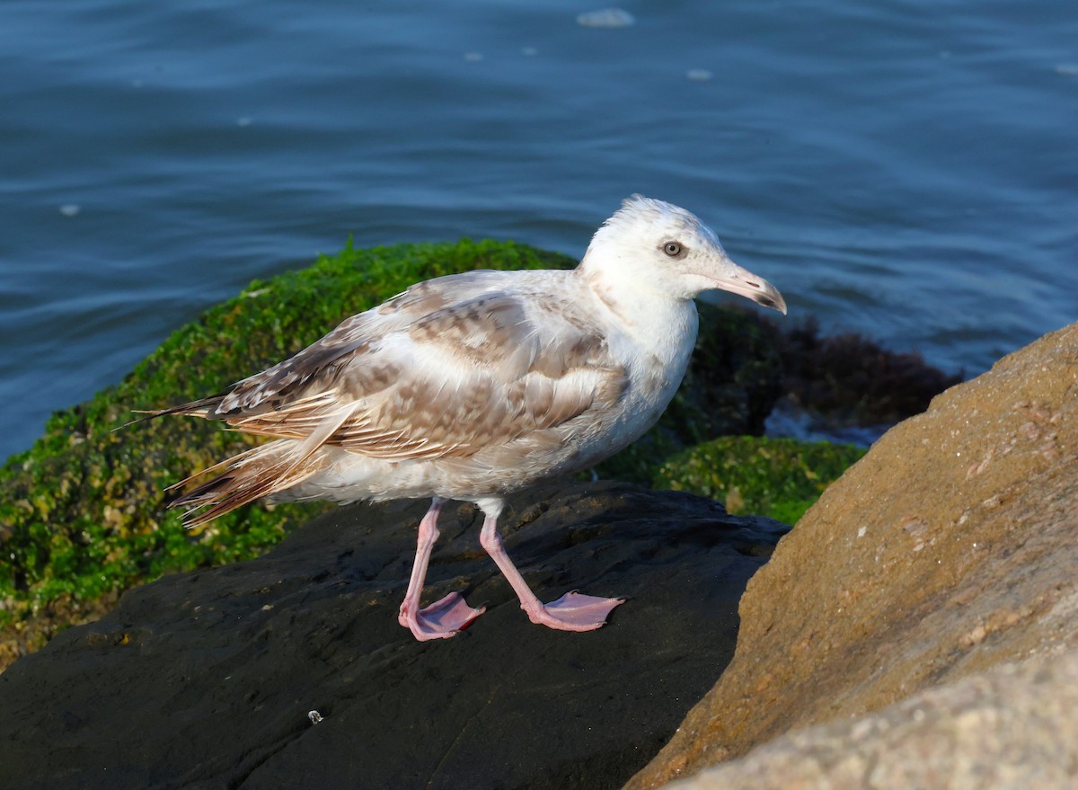 Gaviota Argéntea (americana) - ML622036326