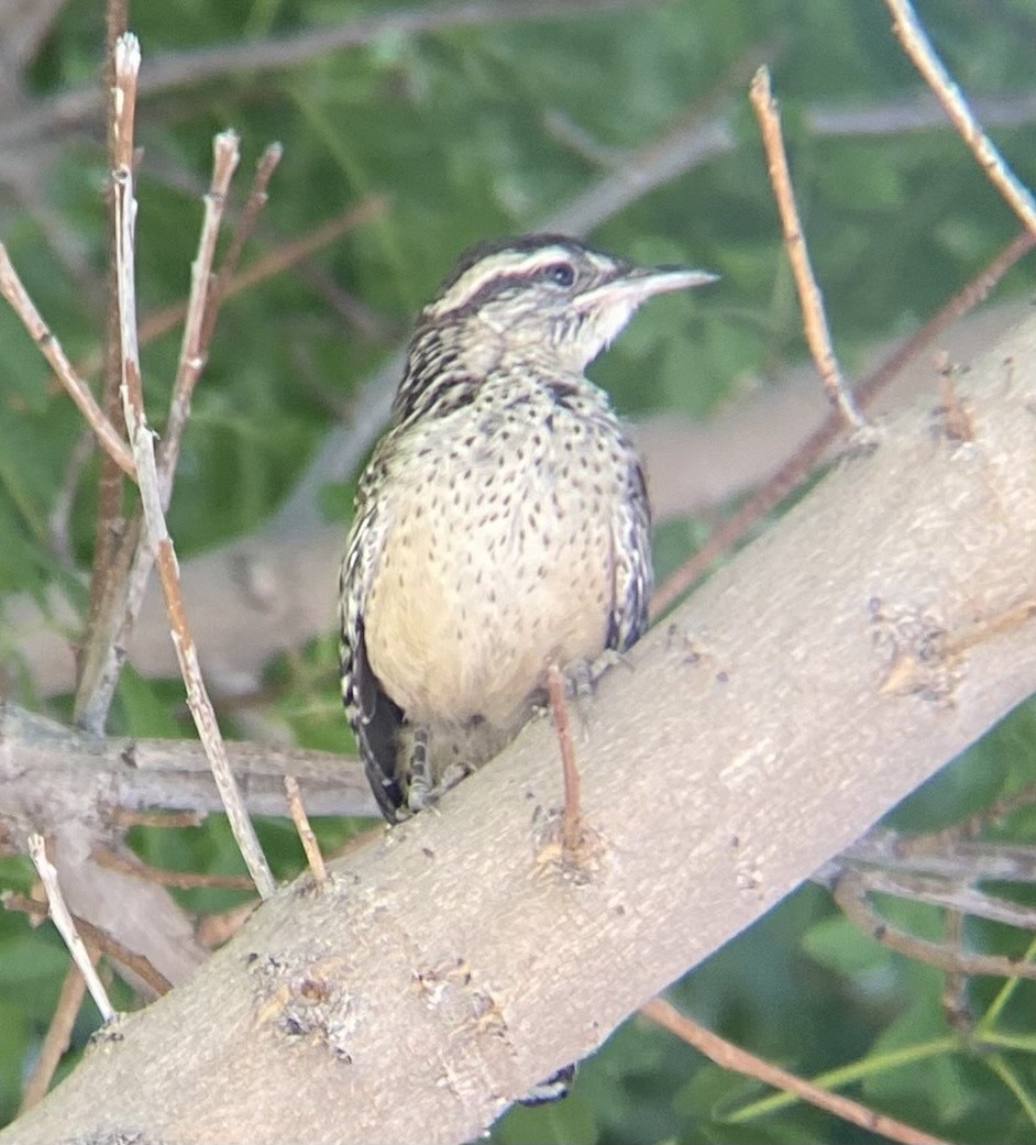 Cactus Wren - ML622036328