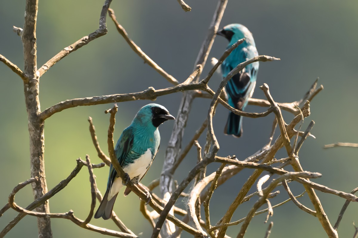 Swallow Tanager - ML622036329